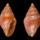 Image of Mitromorpha mifsudi Amati, Smriglio & Oliverio 2015