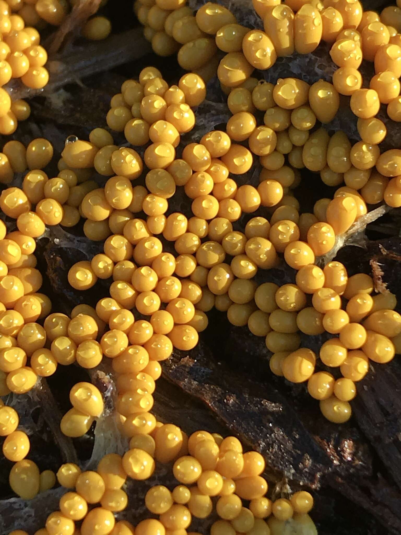 Image of Egg-shell Slime Mould