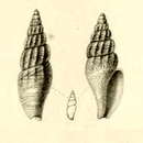 صورة Anachis kraussii (G. B. Sowerby I 1844)