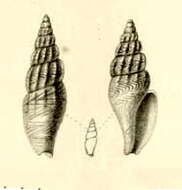 Image of Anachis kraussii (G. B. Sowerby I 1844)