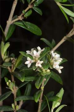 Image of Pimelea drupacea Labill.