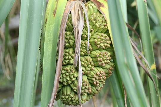 Image of Pandanus solms-laubachii F. Muell.