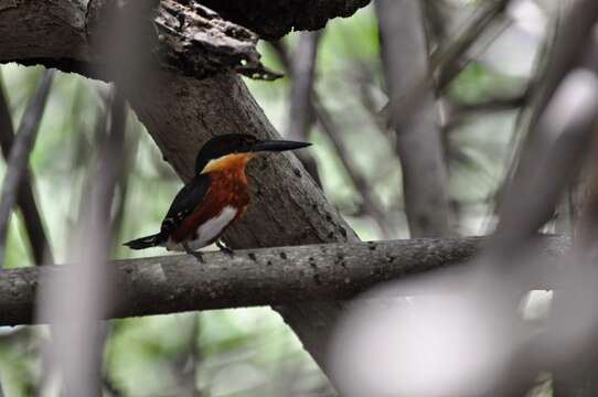 Image of American Pygmy Kingfisher