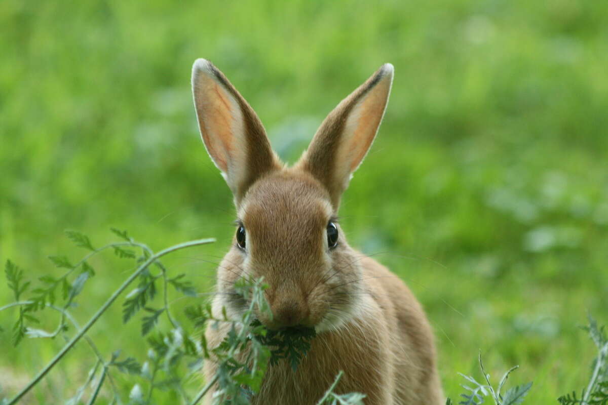 Image of Oryctolagus cuniculus domesticus