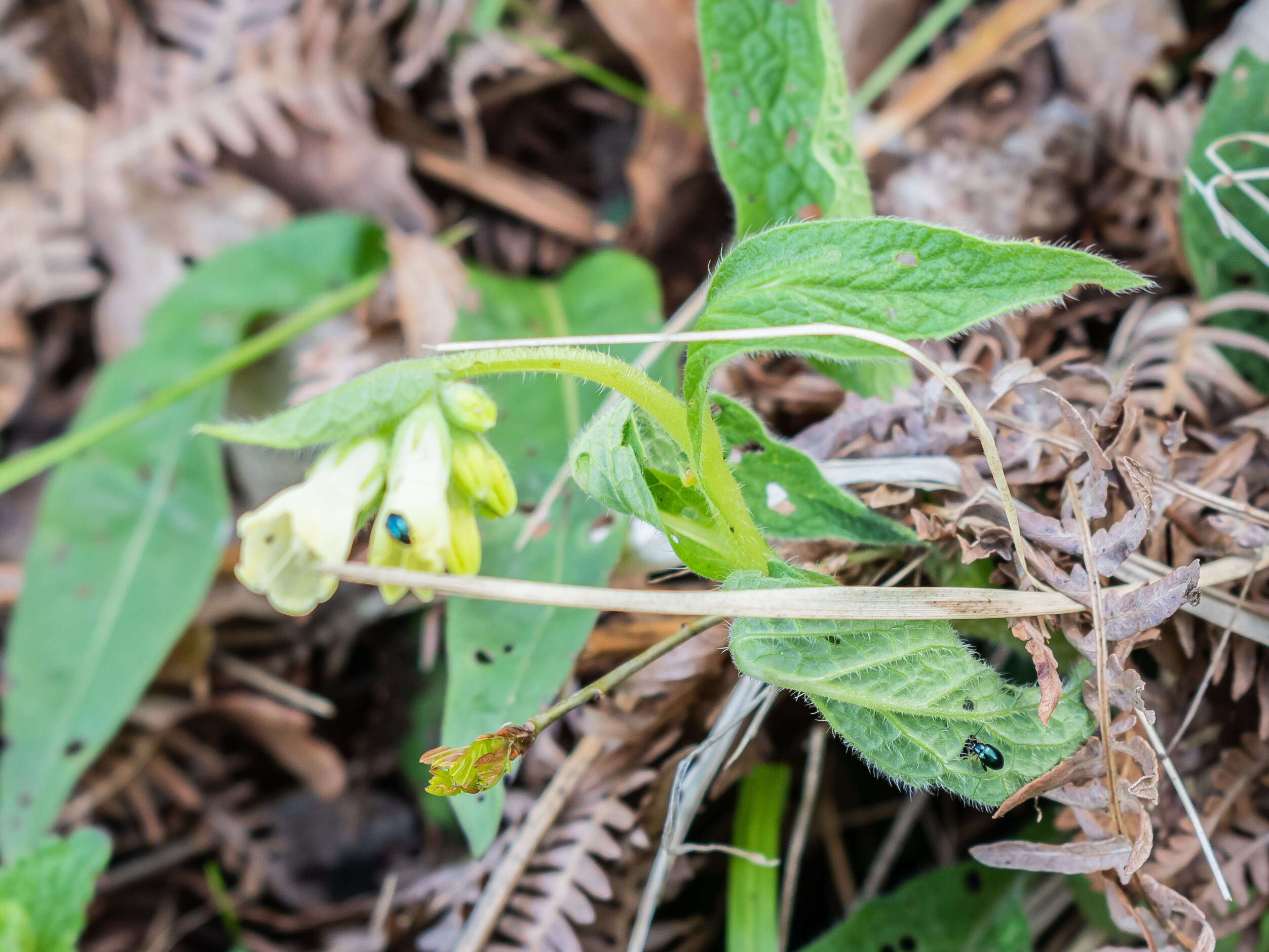 Image of boneset