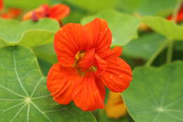 Image of nasturtium