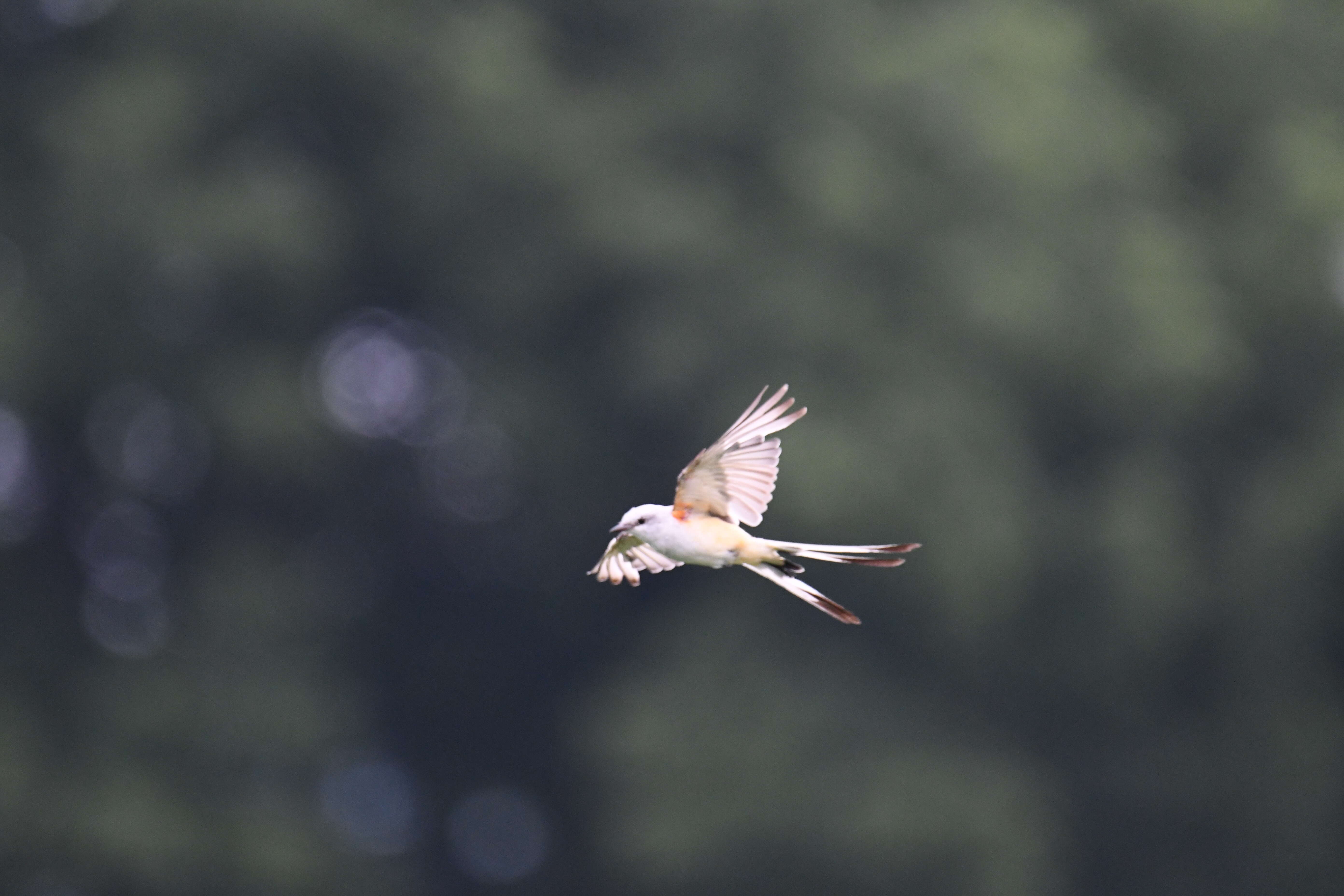 Image of Scissor-tailed Flycatcher