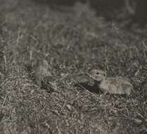 Image of Ground squirrels