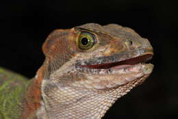 Image of Western basilisk