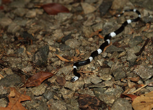 Image of Malayan Banded Wolf Snake