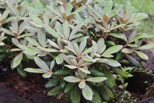 Image of Rhododendron bureavii Franch.