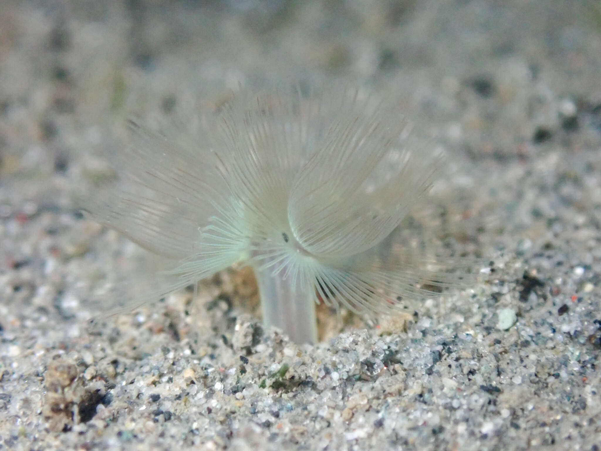 Image of large green phoronid