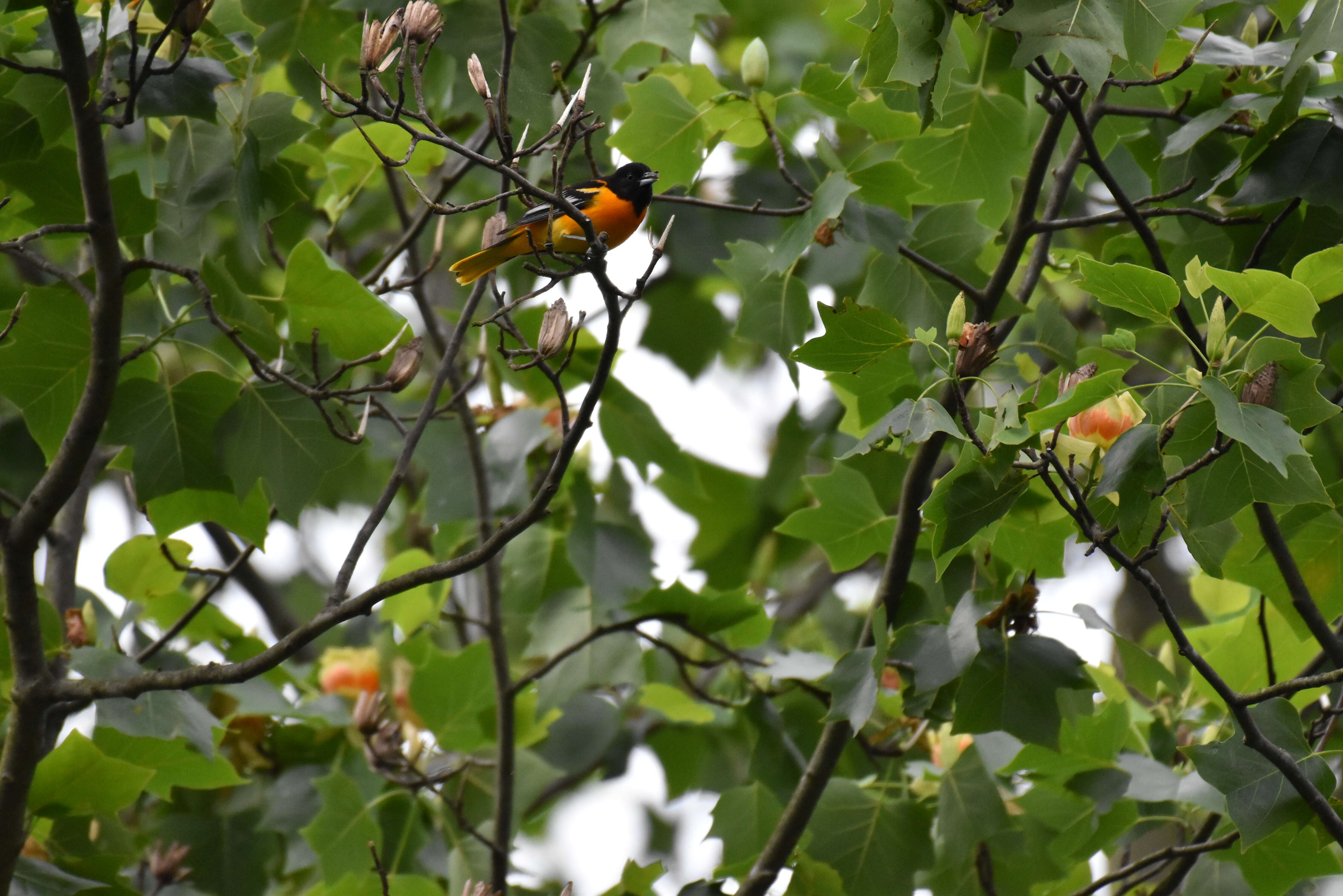 Image of Baltimore Oriole