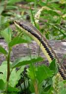 Image of Arrow Ground Snake