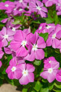 Image of Madagascar periwinkle