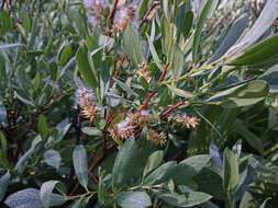 Image of Wolf's willow
