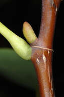 Image of Tulip tree