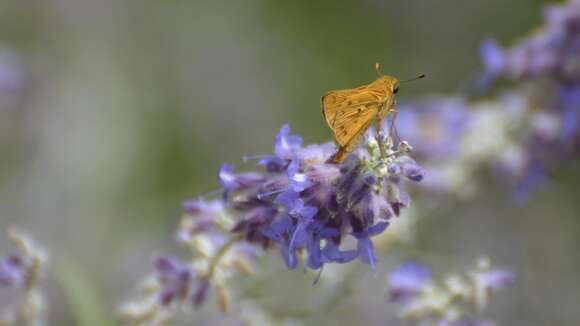 Image of Hylephila phyleus