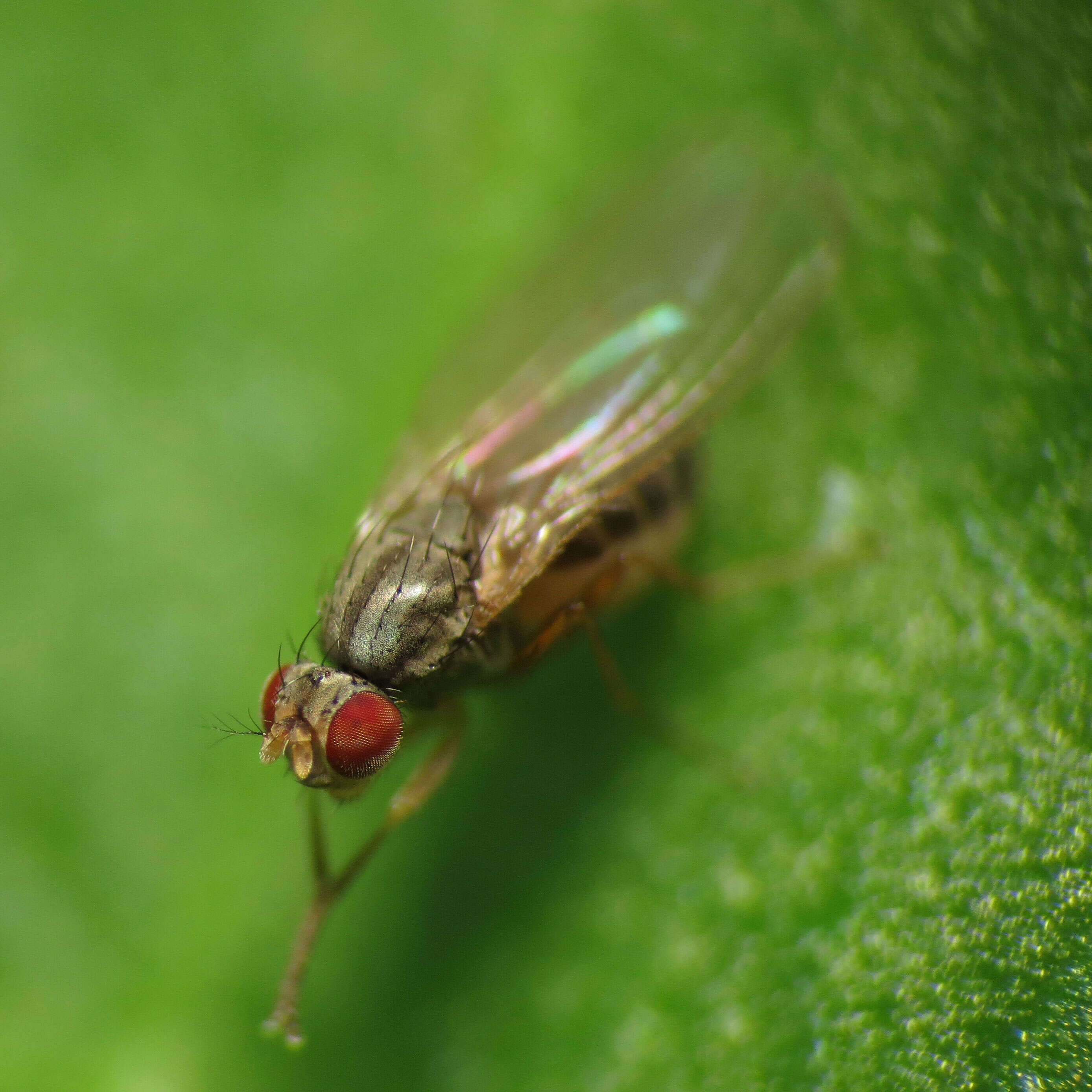 Image of Pomace fly