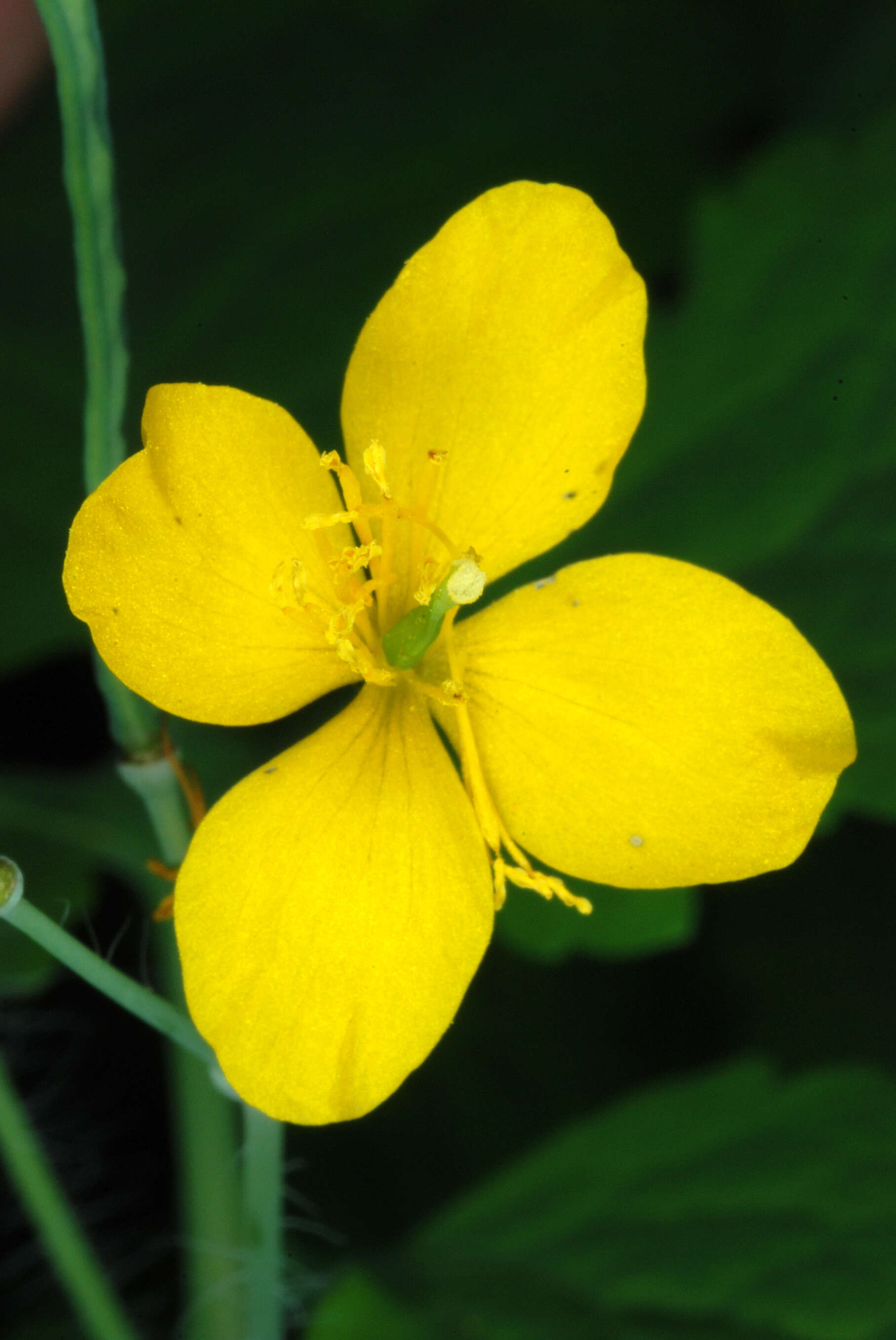 Image of celandine