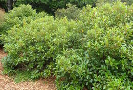 Imagem de Coprosma dodonaeifolia W. R. B. Oliv.