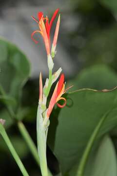 Image of maraca roja