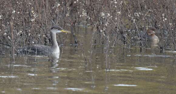 Image of Red-necked Grebe