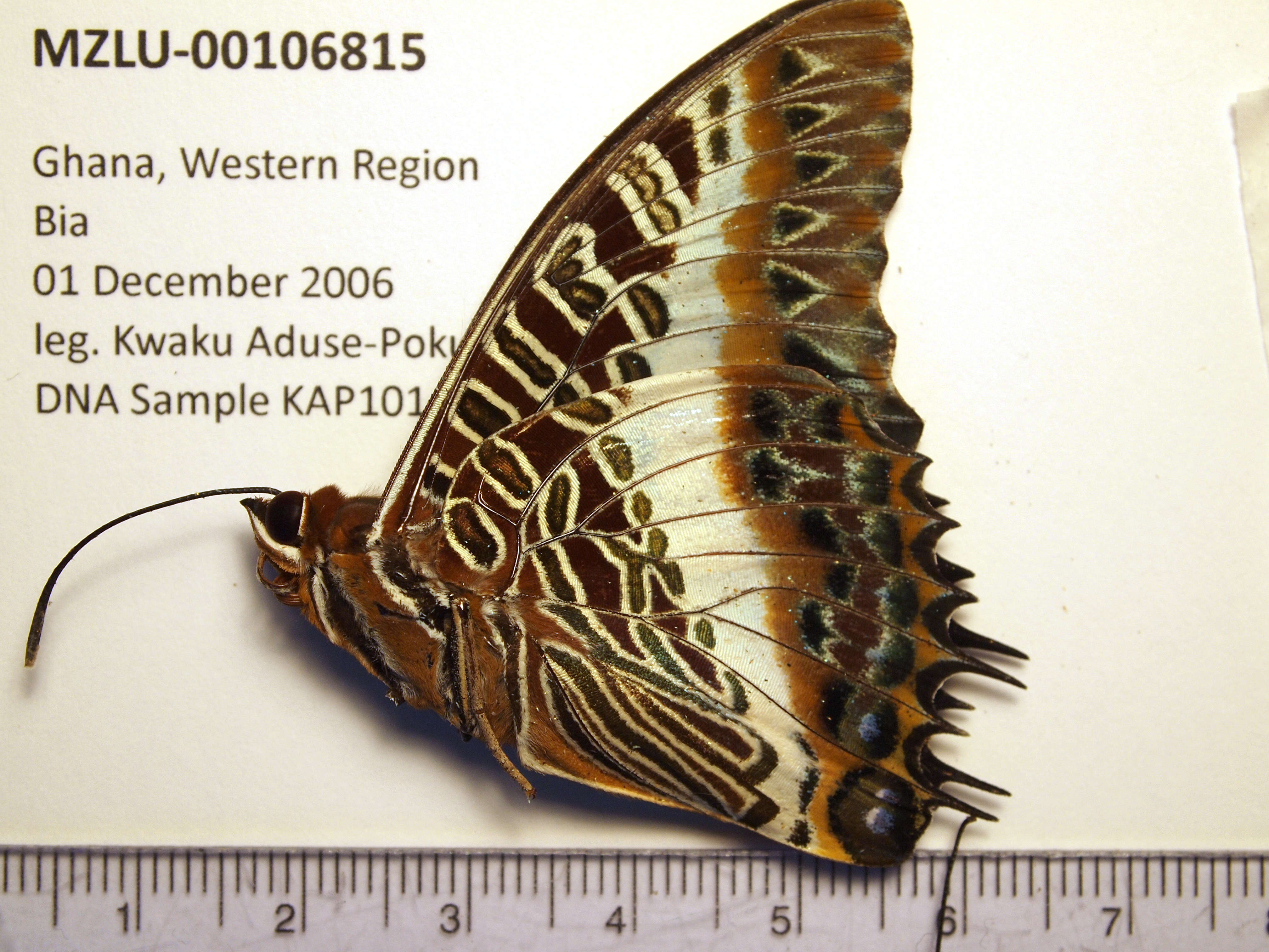 Image of Charaxes brutus