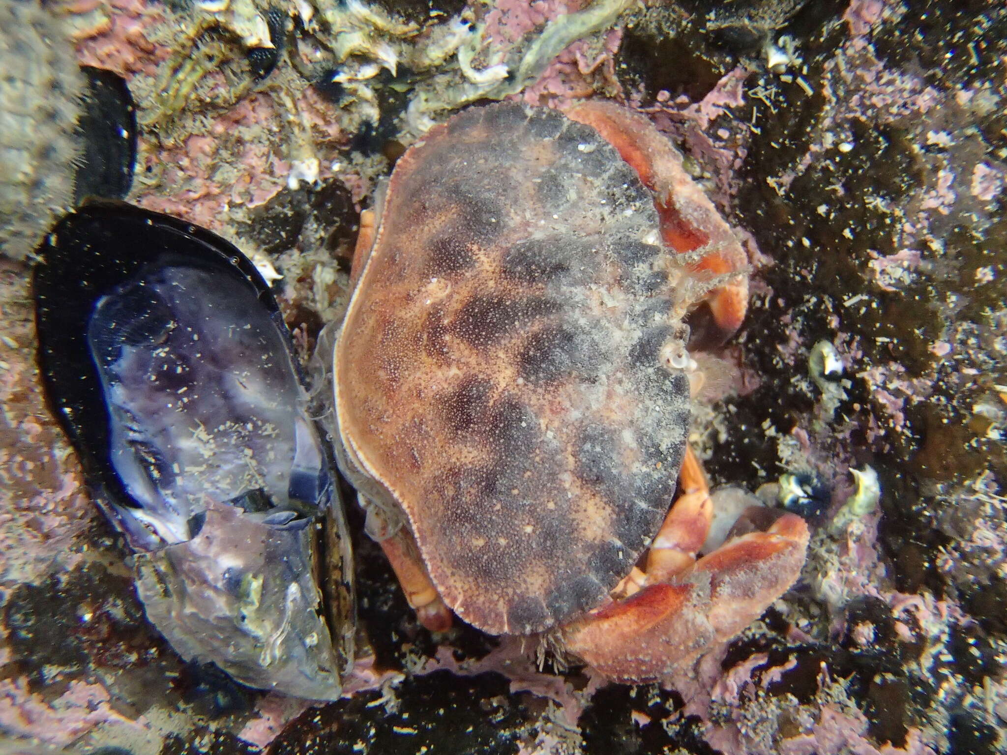 Image de Metacarcinus novaezelandiae