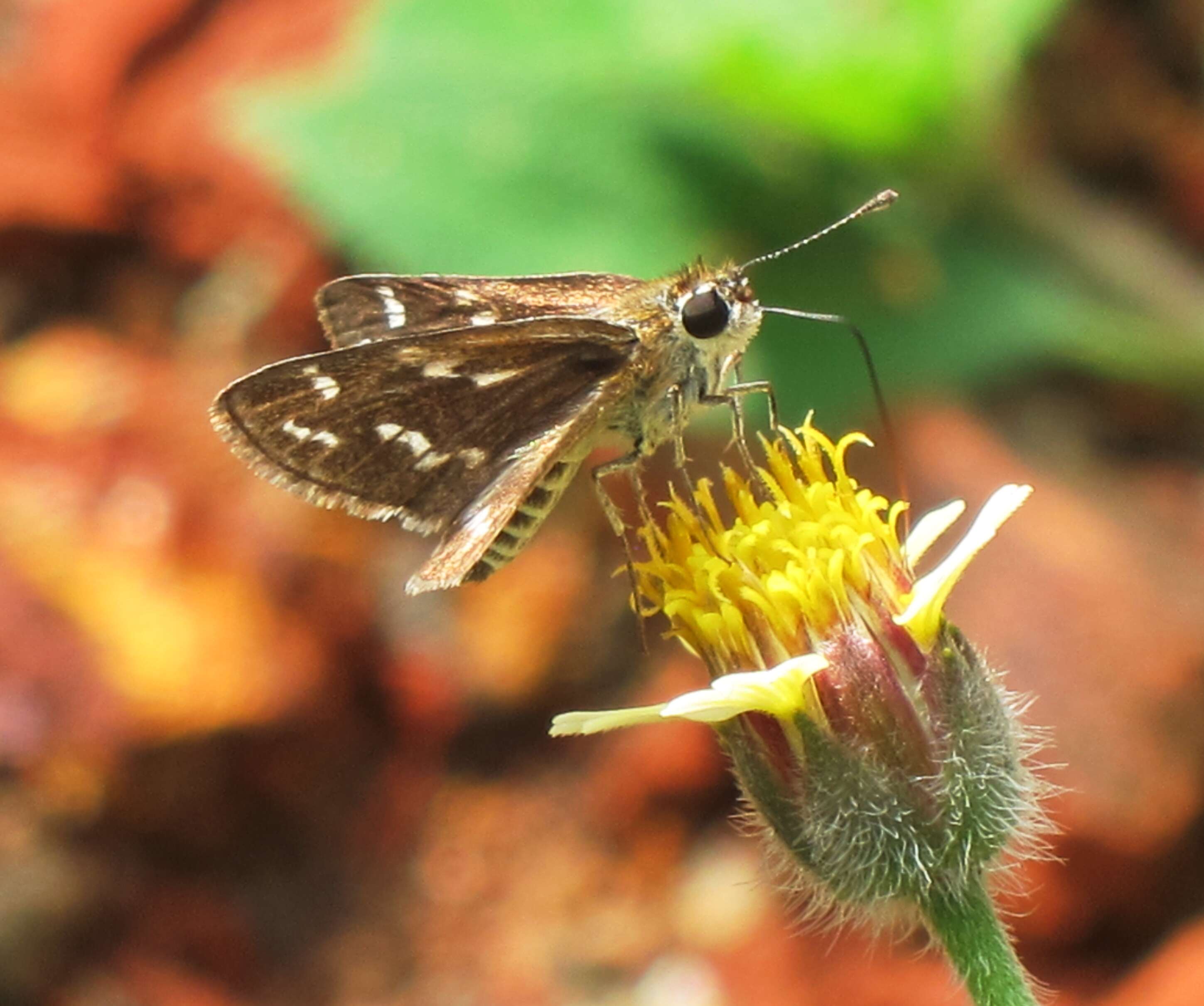 Image of Grey-veined Grass Dart