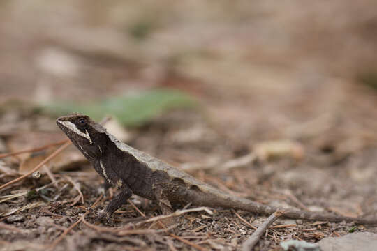 Image of Ota's mountain lizard