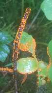 Image of Egg-shell Slime Mould