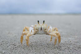 Image of Atlantic Ghost Crab