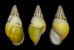 Image of Amphidromus abbasorum Thach 2017