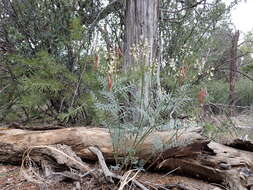 صورة Astragalus schmolliae