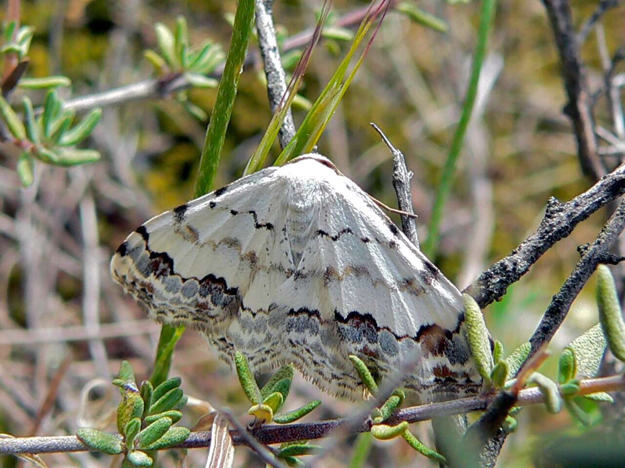 Image of middle lace border