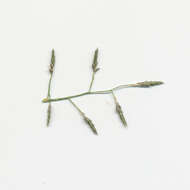 Image of Australian lovegrass