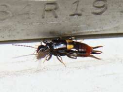 Image of Earwig