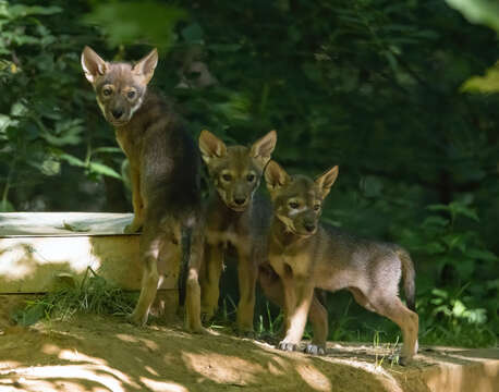 Image of Red wolf