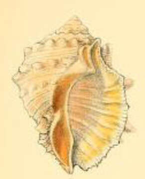 Image of Lamarck's spiny rock shell