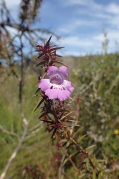 Image of Hemiandra pungens R. Br.