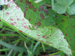 Image of Ramularia rubella (Bonord.) Nannf. 1950