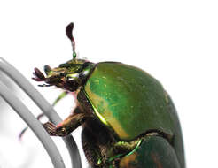 Image of figeater beetle