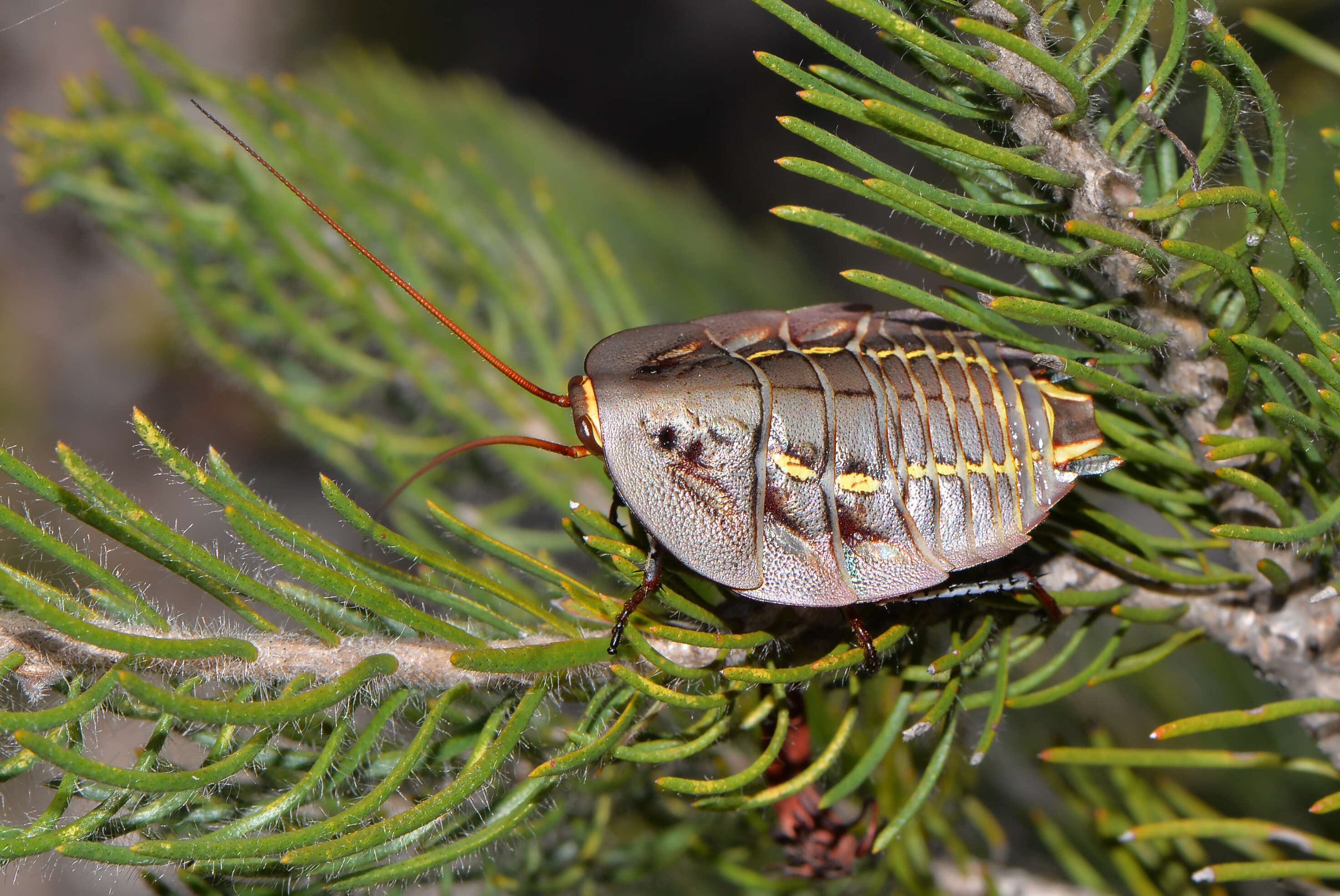 Image of Mardi Gras Cockroach