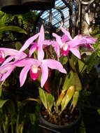 Plancia ëd Cattleya perrinii Lindl.