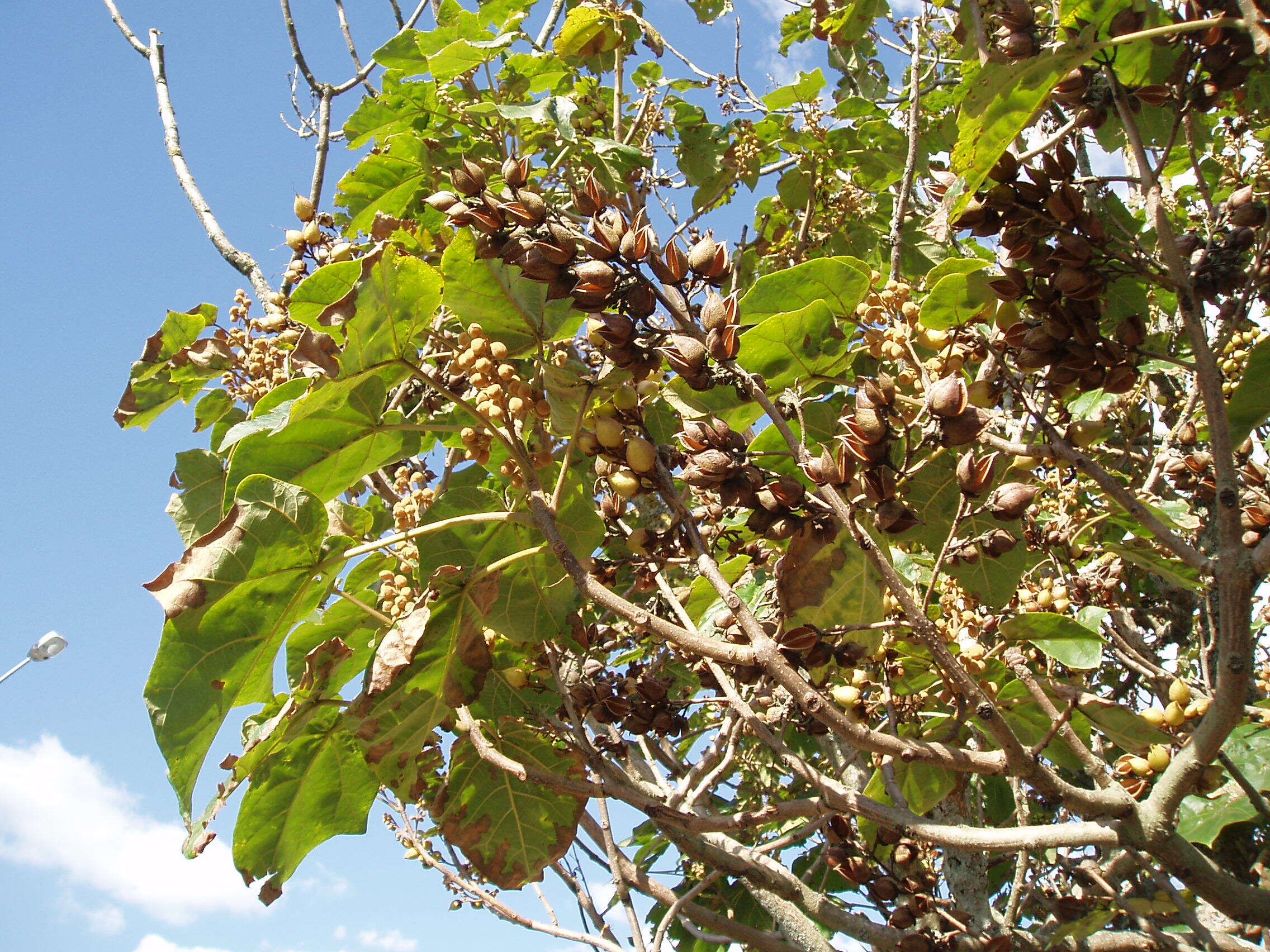 Image of Paulownia elongata S. Y. Hu