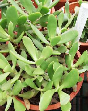 Image of Crassula cultrata L.