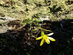 Image of star of Bethlehem