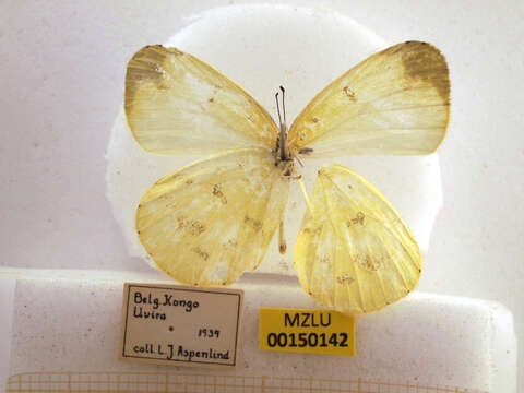 Imagem de Eurema hapale (Mabille 1882)