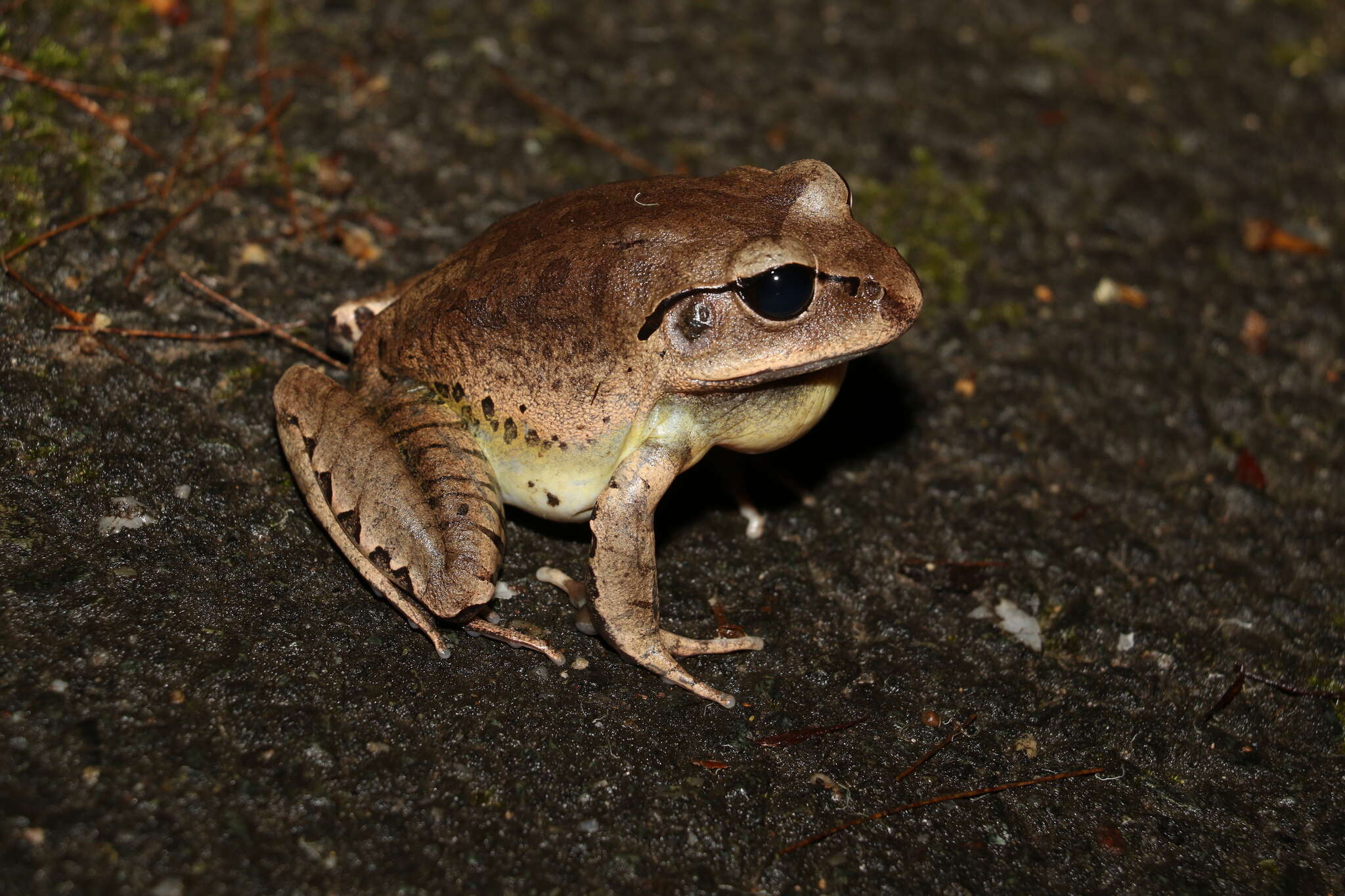 Plancia ëd Mixophyes fasciolatus Günther 1864